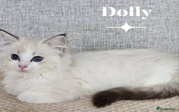 Ragdoll cats for sale: Stunning Seal lynx bicolour pedigree ragdoll girl - Image 7
