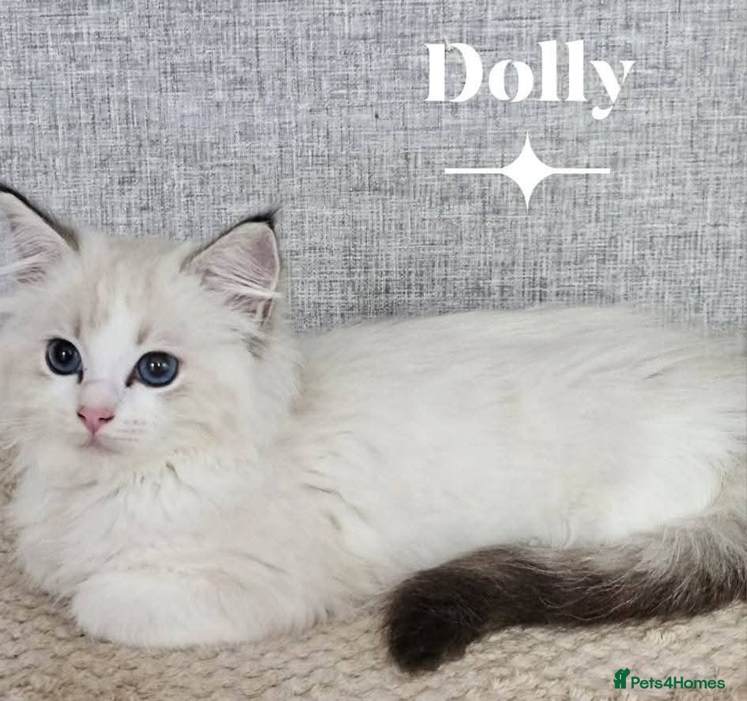 Ragdoll cats for sale: Stunning Seal lynx bicolour pedigree ragdoll girl - Image 7