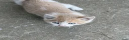 Mixed Breed cats for sale: Rare coloured kittens - Advert 6