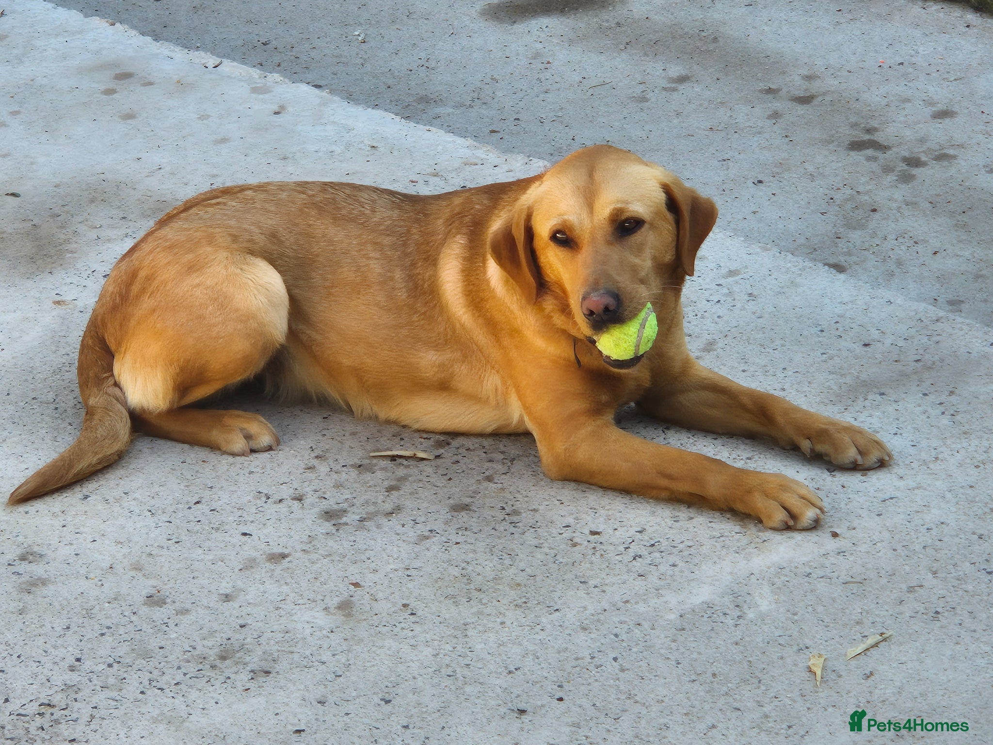 Labrador Retriever dogs Labrador bitch 17 month old  - Advert 1