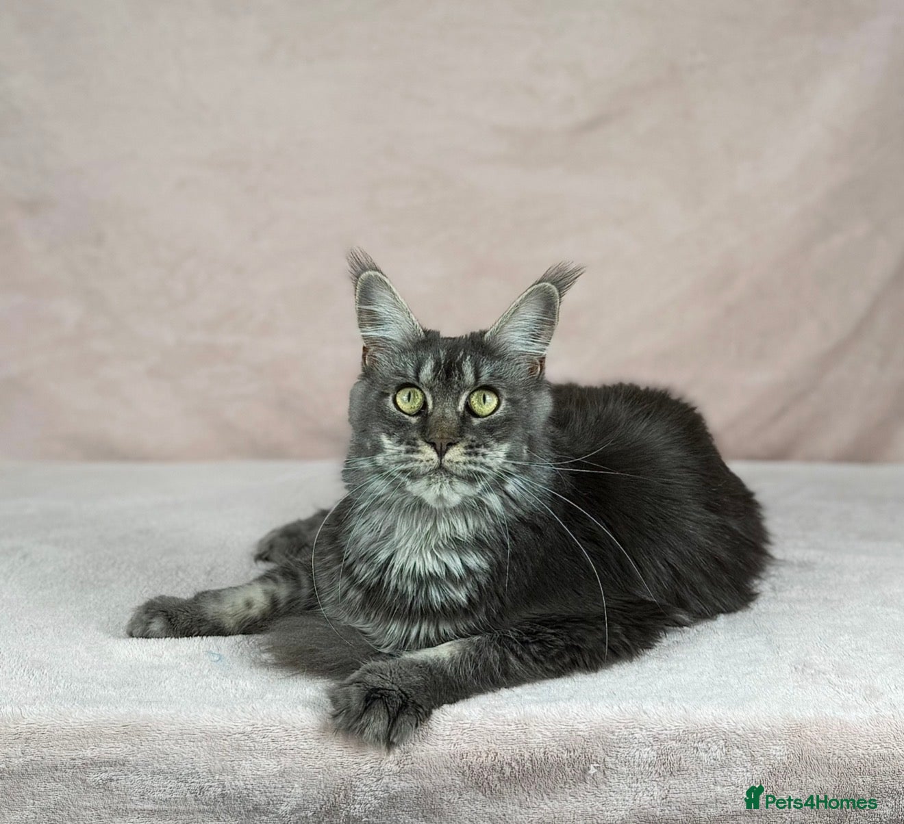 Maine Coon cats TICA proven active Maine coons  - Advert 1