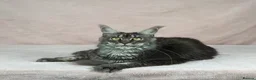 Maine Coon cats for sale: TICA proven active Maine coons  - Advert 1