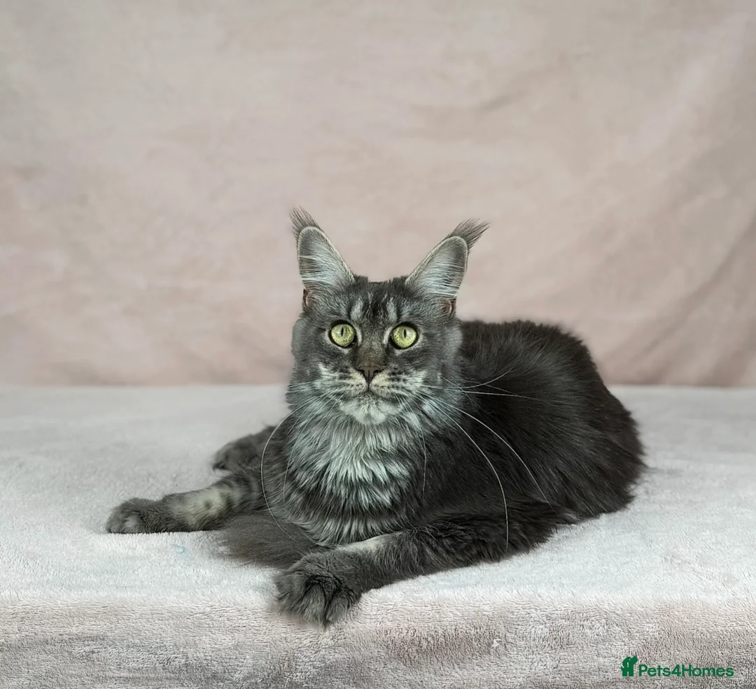 Maine Coon cats for sale: TICA proven active Maine coons  - Advert 1
