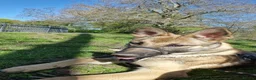 Golden Shepherd dogs for sale: Golden Shepherd looking to be rehomed in Carlisle - Advert 3