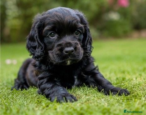 Cocker Spaniel dogs 5⭐️ COCKER SPANIEL PUPPIES KC Reg VET Checked - Advert 2