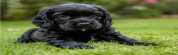 Cocker Spaniel dogs for sale: 5⭐️ COCKER SPANIEL PUPPIES KC Reg VET Checked - Advert 2