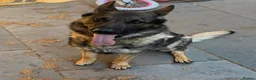 German Shepherd dogs for sale: 4-year-old German Shepherd - Advert 3