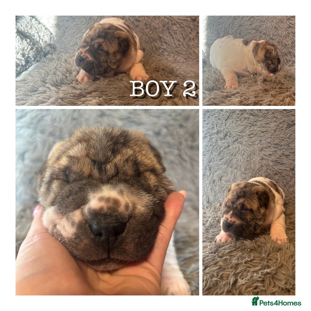 Shar Pei dogs for sale: SHAR PEI PUPS READY NOW - Advert 6
