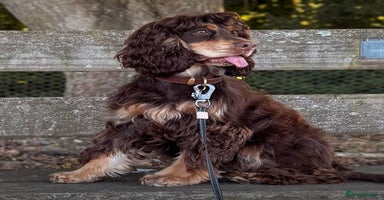 Cocker Spaniel dogs - Advert 10