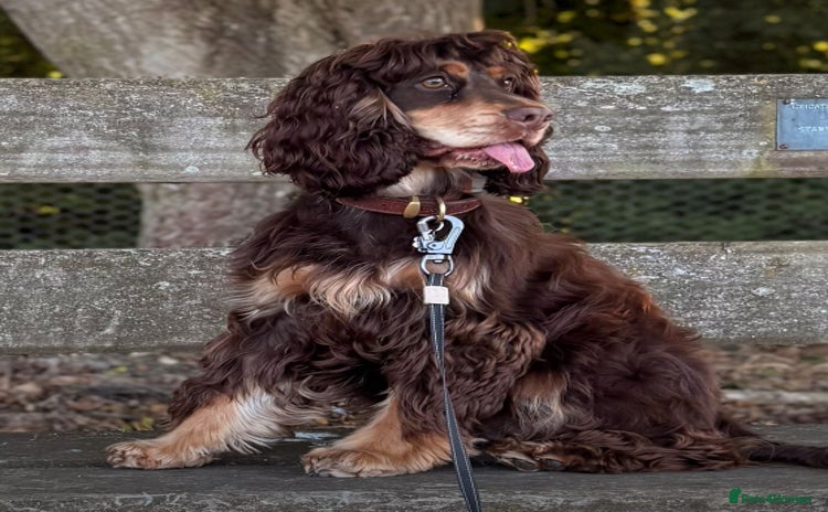 Cocker Spaniel dogs - Advert 14