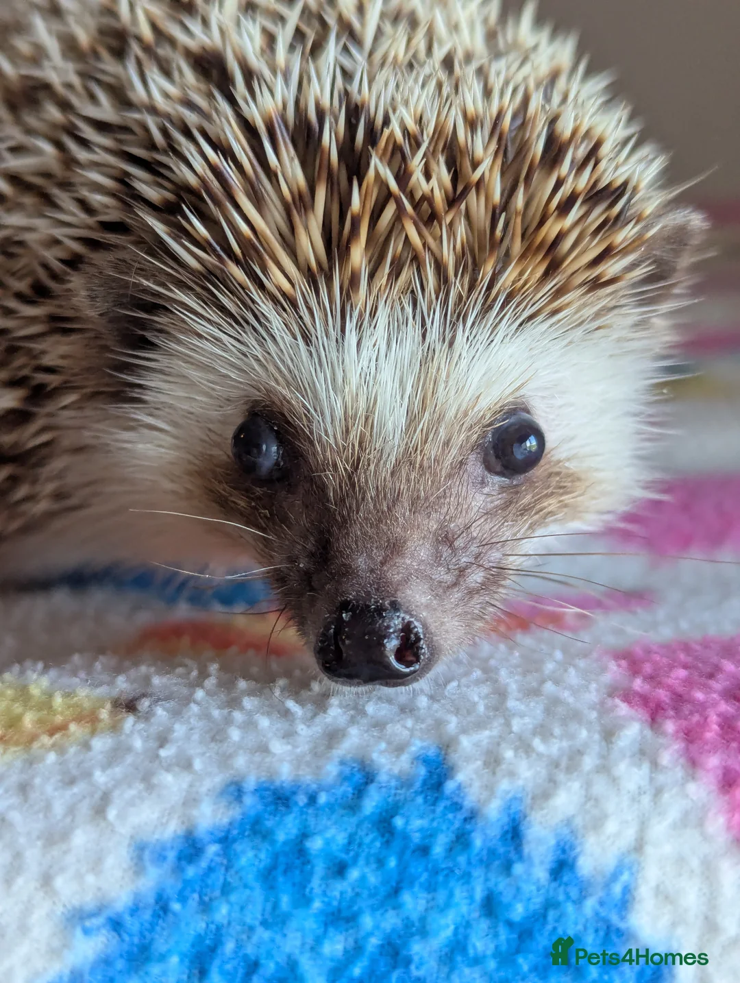 Pygmy Hedgehog rodents for sale: Celine is looking for a 5*Home - Advert 1