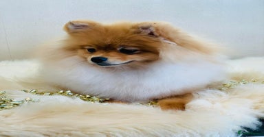 Pomeranian dogs - Advert 11