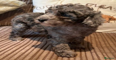 Miniature Poodle dogs - Advert 5