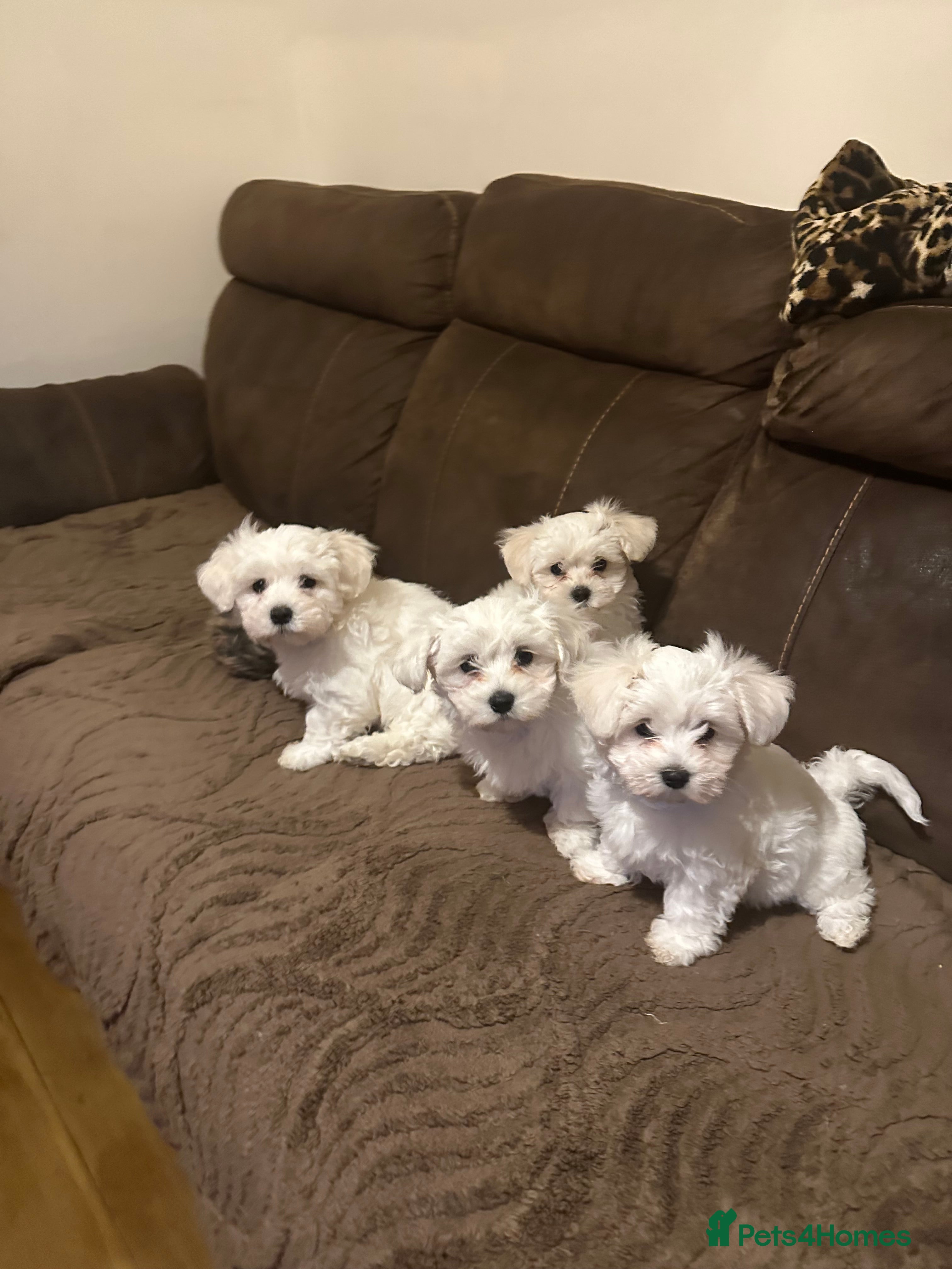 Maltese dogs Bichon Maltese  - Advert 1