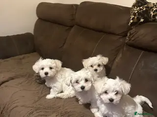 Maltese dogs Bichon Maltese - Advert 1