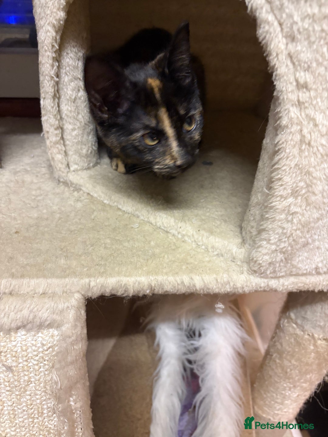 Mixed Breed cats for sale: Kittens for sale - Advert 11