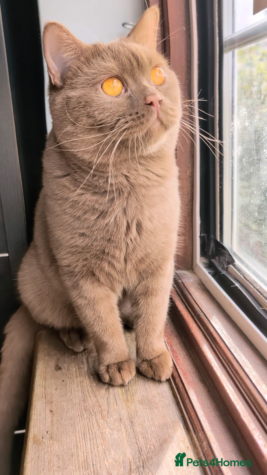 British Shorthair cats for stud: 💦CINNAMON🩸Blood B❣️GCCF & TICA 💙STUD only  - Advert 4