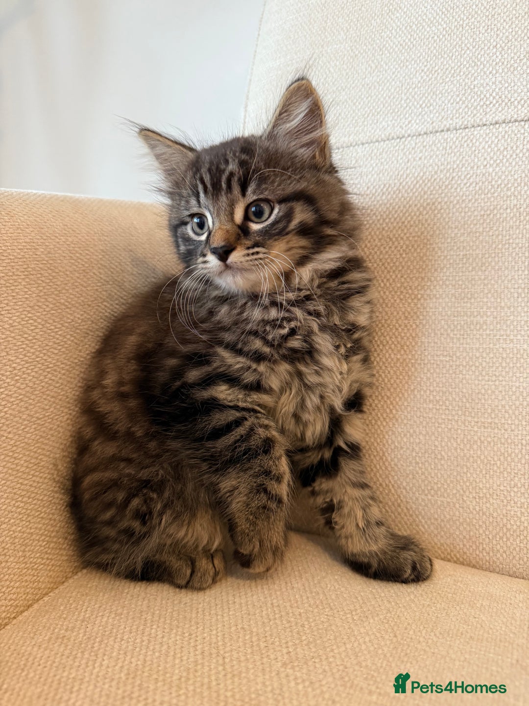 Maine Coon cats for sale: Tabby Kittens  - Image 8