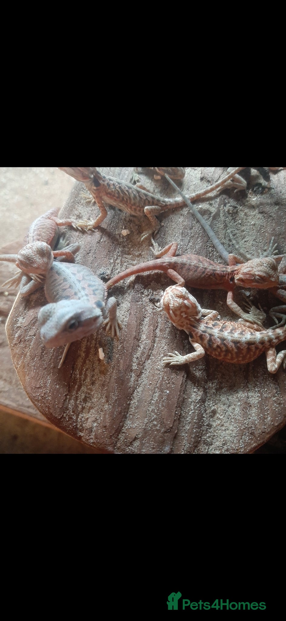 Bearded Dragon reptiles Beautiful Baby Bearded Dragons For Sale - Advert 2