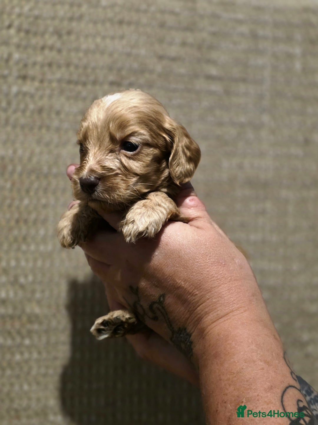 Cockapoo dogs for sale: Stunning f1b cockapoo puppies - Image 21