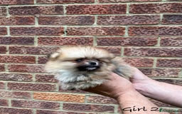 Pomeranian dogs for sale: 🐾Stunning 🐶Extra Small🐻 Teddy Face🔥 - Image 9