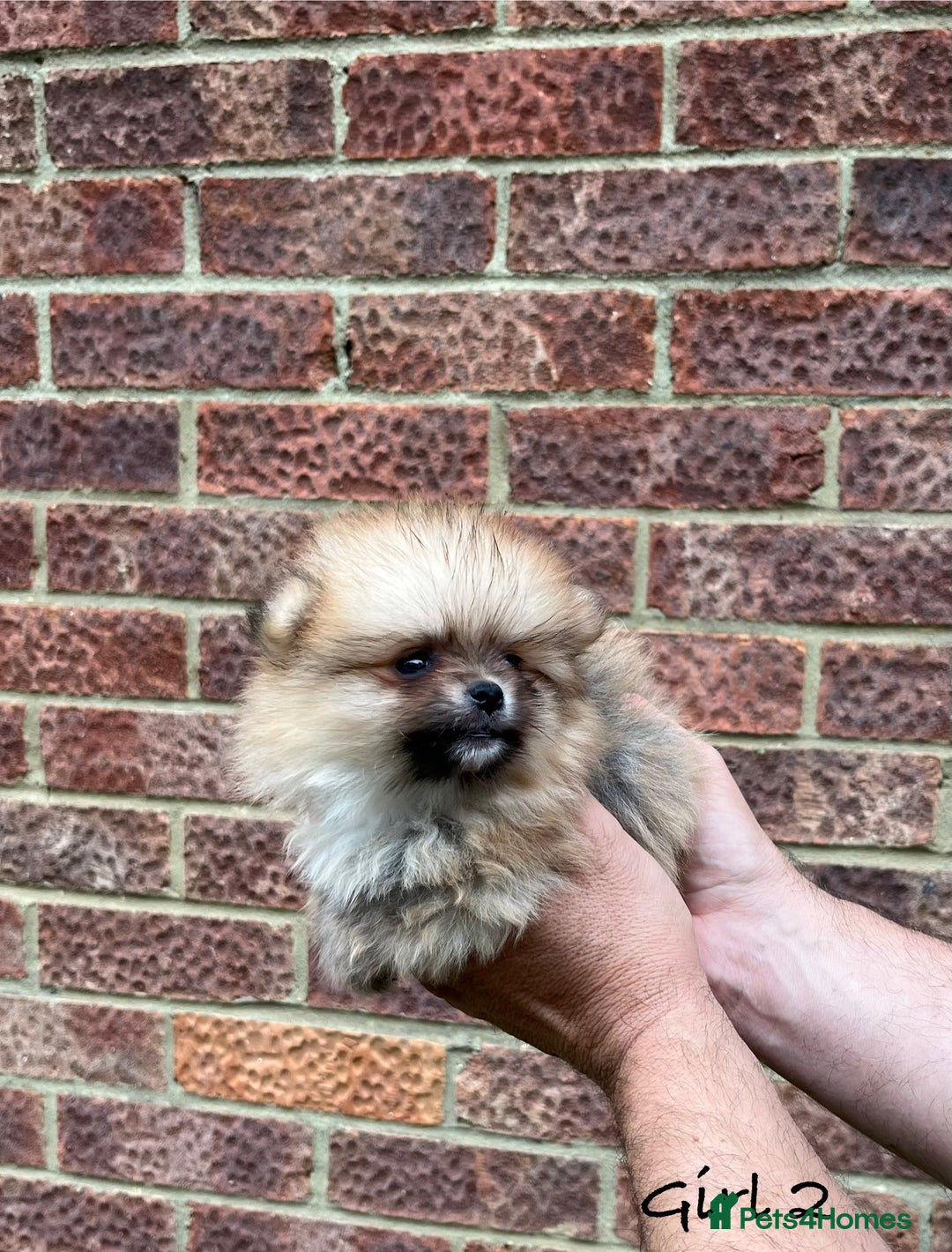 Pomeranian dogs for sale: 🐾Stunning 🐶Extra Small🐻 Teddy Face🔥 - Image 9