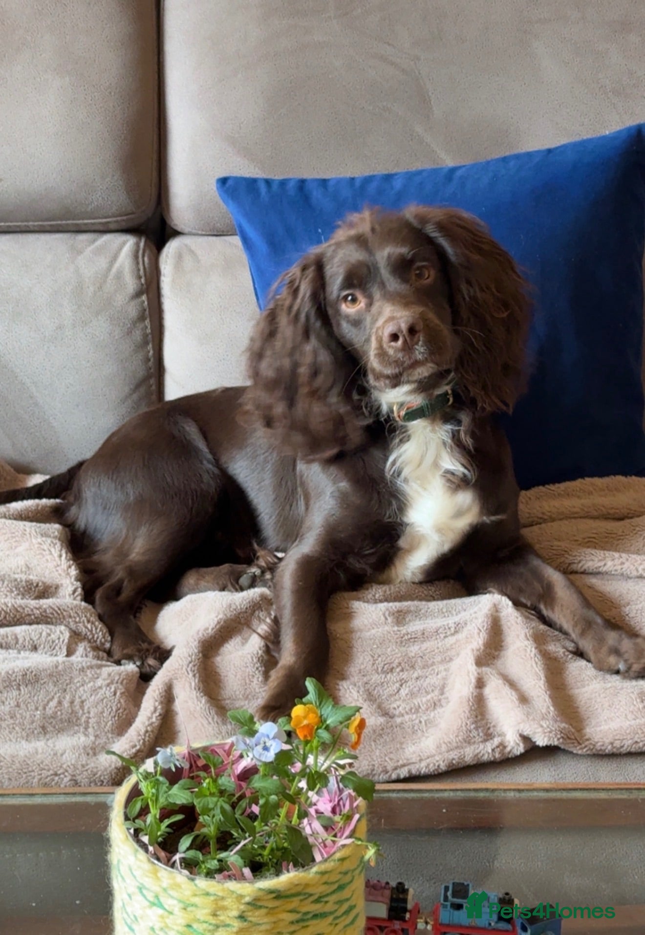Cocker Spaniel dogs Kc reg Cocker spaniel - working - stud dog - Advert 1
