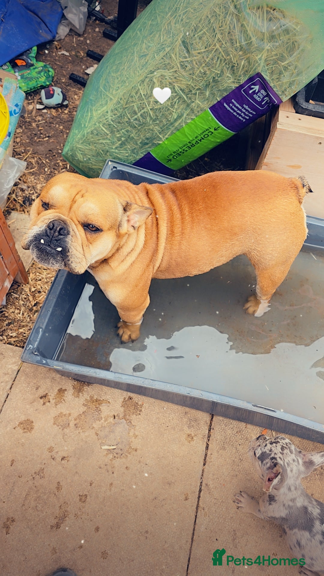 Mixed Breed dogs for sale: Freelance Bulldog for Sale - Image 5