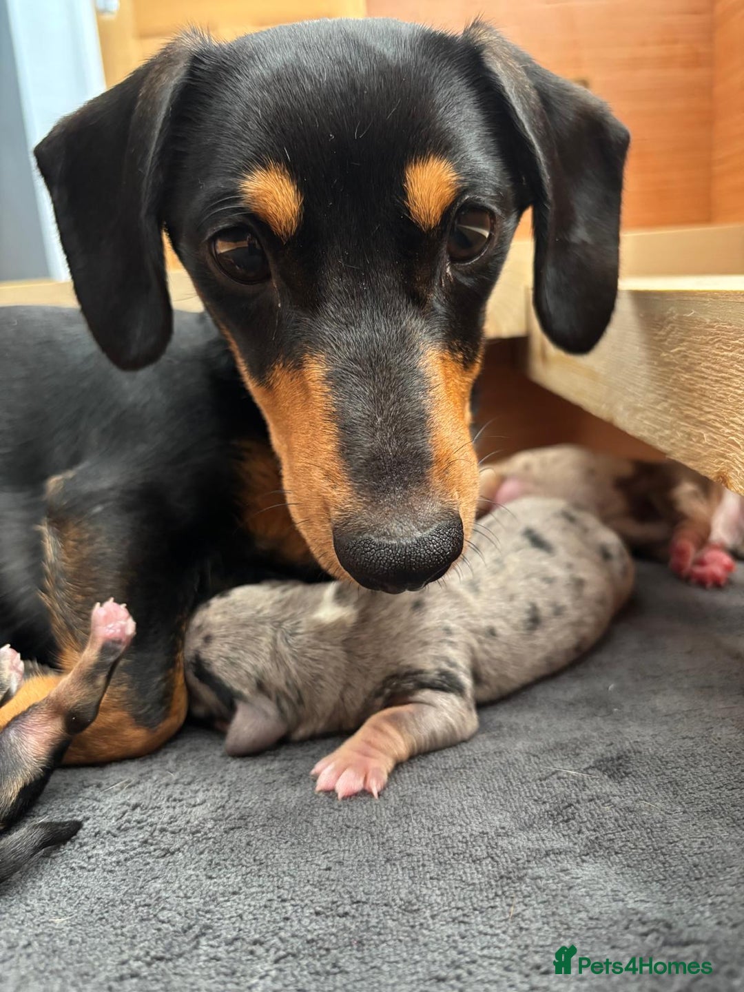 Miniature Dachshund dogs for sale: MAGNIFICENT MINIATURE DACHSHUND PUPPIES - Image 4