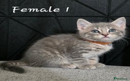 Mixed Breed cats for sale: Adorable kittens - Image 4