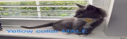 Maine Coon cats for sale: Bundles of fluff,  Maine Coon kittens  - Advert 24