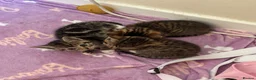 Mixed Breed cats for sale: Beautiful kittens  in Ipswich - Advert 13