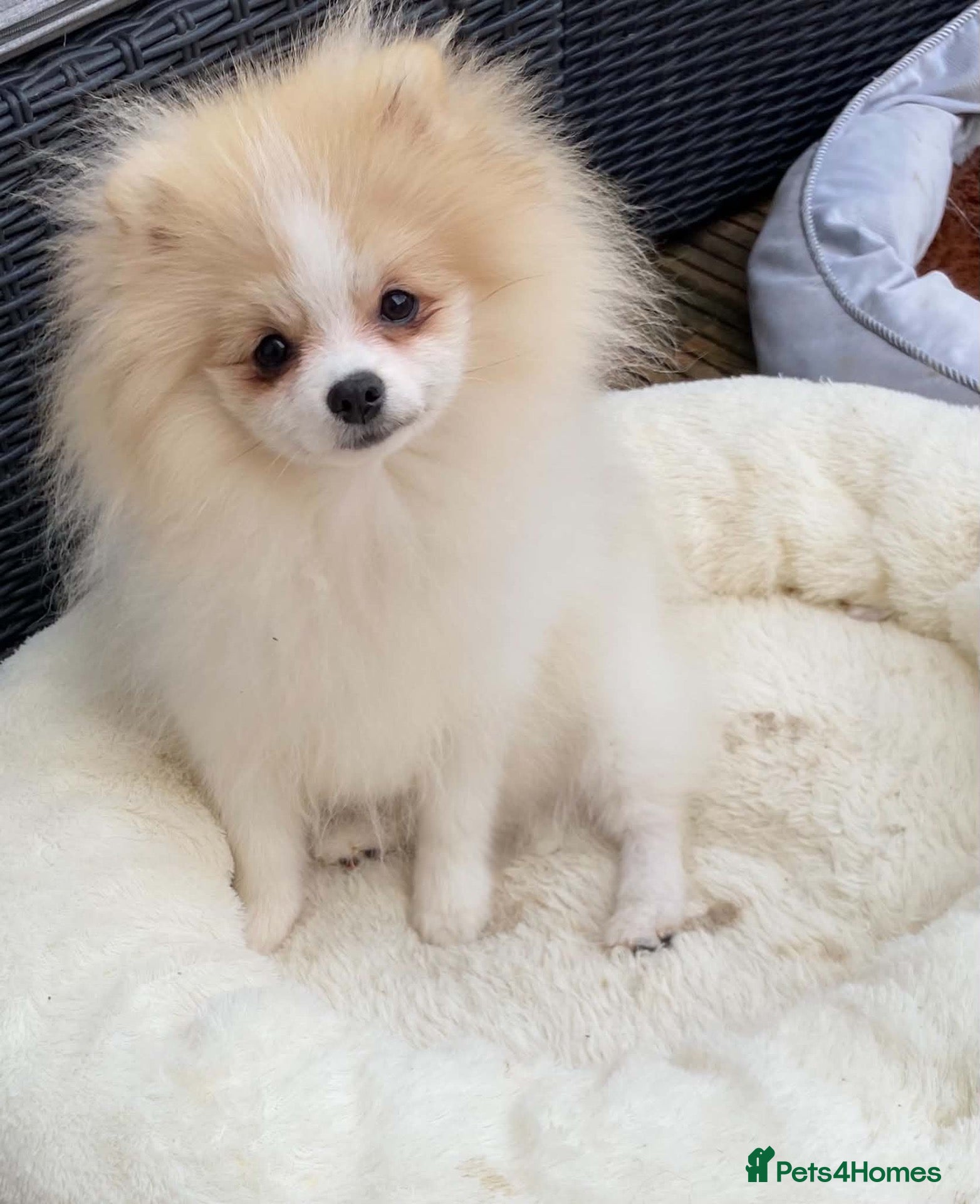Pomeranian dogs Gorgeous Pom Boy - Advert 8