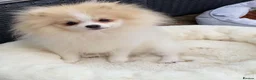 Pomeranian dogs for sale: Gorgeous Pom Boy - Advert 1