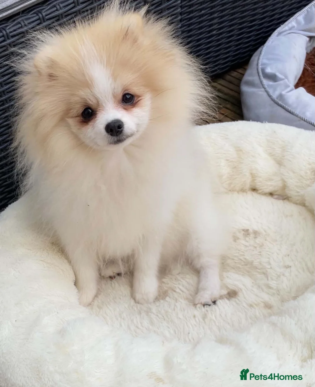Pomeranian dogs for sale: Gorgeous Pom Boy - Advert 1