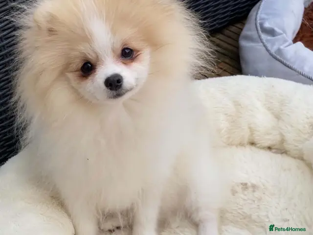Pomeranian dogs Gorgeous Pom Boy - Advert 9