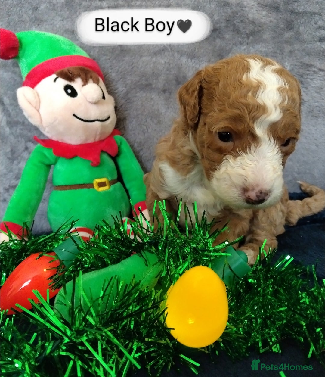 Cockapoo dogs for sale: * 1 Left* Beautiful Unique Cockapoo Puppies - Advert 20