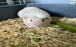 Guinea Pig rodents for sale: Stunning guinea pig needing companions - Image 4