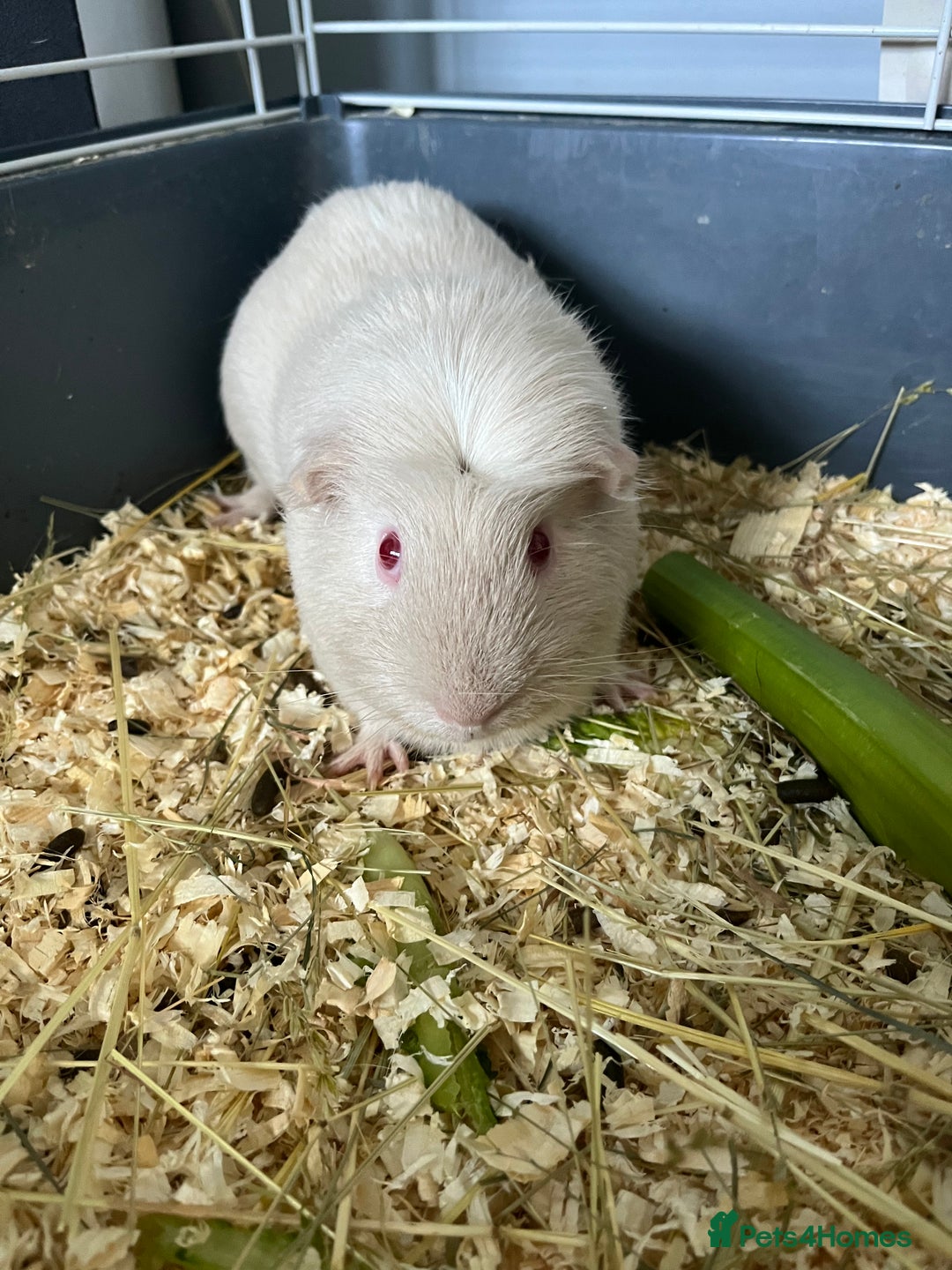 Guinea Pig rodents for sale: Stunning guinea pig needing companions - Image 4