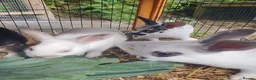 Mixed Breed rabbits for sale: 3 litters of mixed rabbits - Advert 8