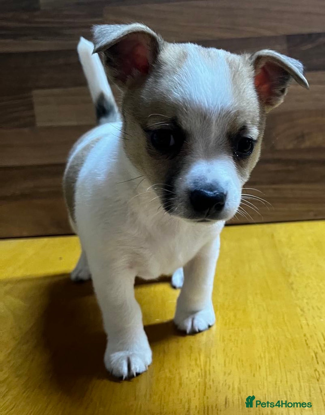 Mixed Breed dogs for sale: Jack Russell with a hint of Bichon Frise. - Image 12
