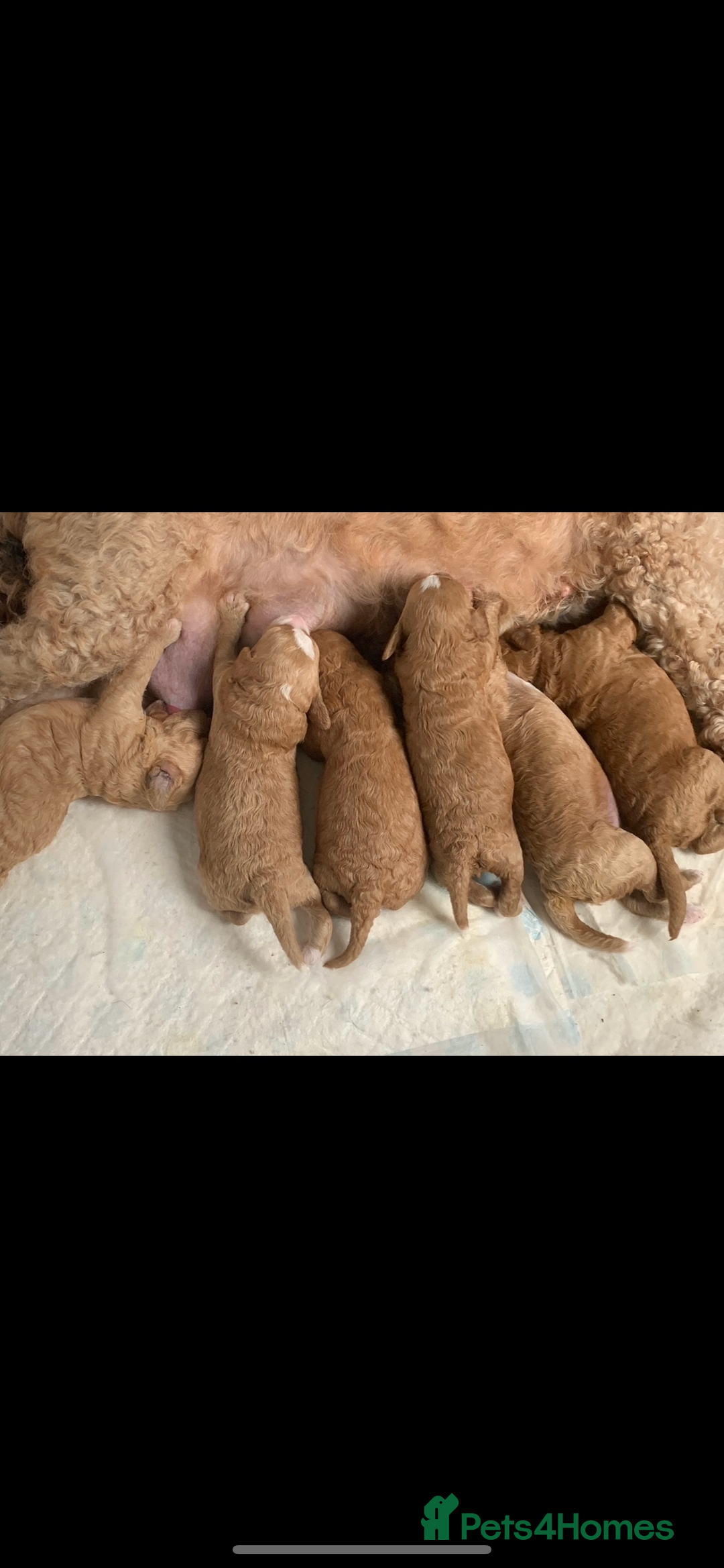 Aussiedoodle dogs for sale: Aussie Doodle puppies  - Advert 1