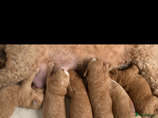 Aussiedoodle dogs Aussie Doodle puppies - Advert 4