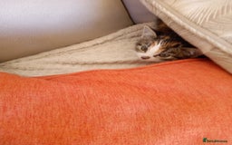 Mixed Breed cats for sale: 6 bonny kittens - Advert 3