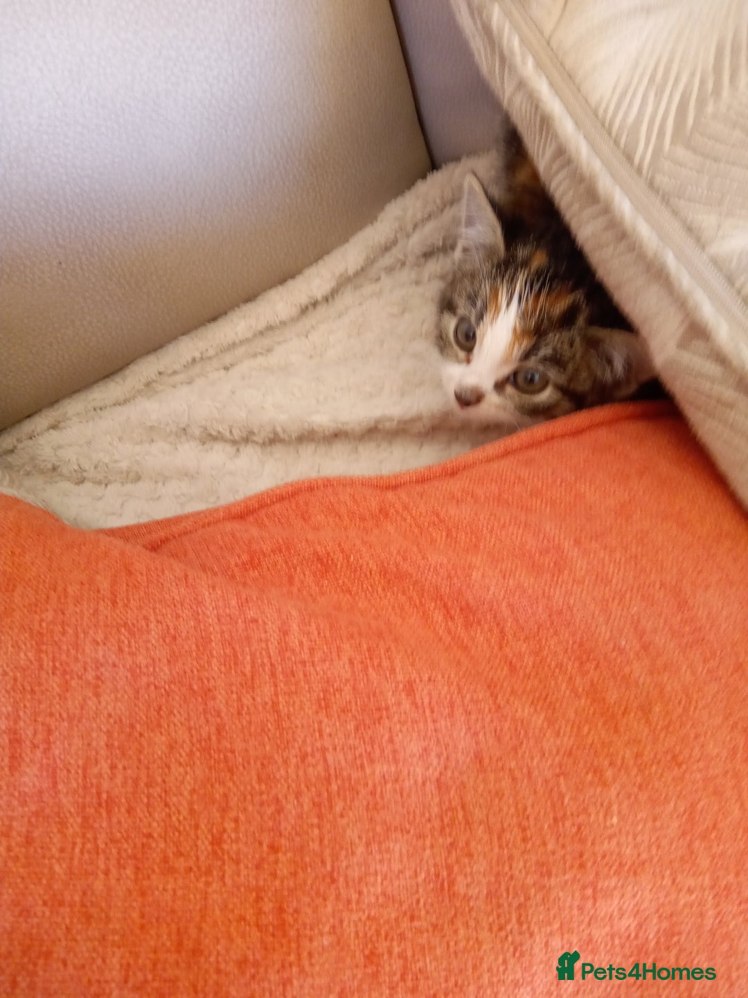 Mixed Breed cats for sale: 6 bonny kittens - Advert 3