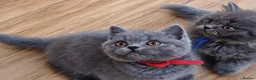 British Shorthair cats for sale: British shorthair blue and white bicolour kittens - Advert 6