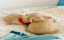 Miniature Dachshund dogs for sale: Cream Litter 5 Star Breeder ⭐️⭐️⭐️⭐️⭐️  - Image 4