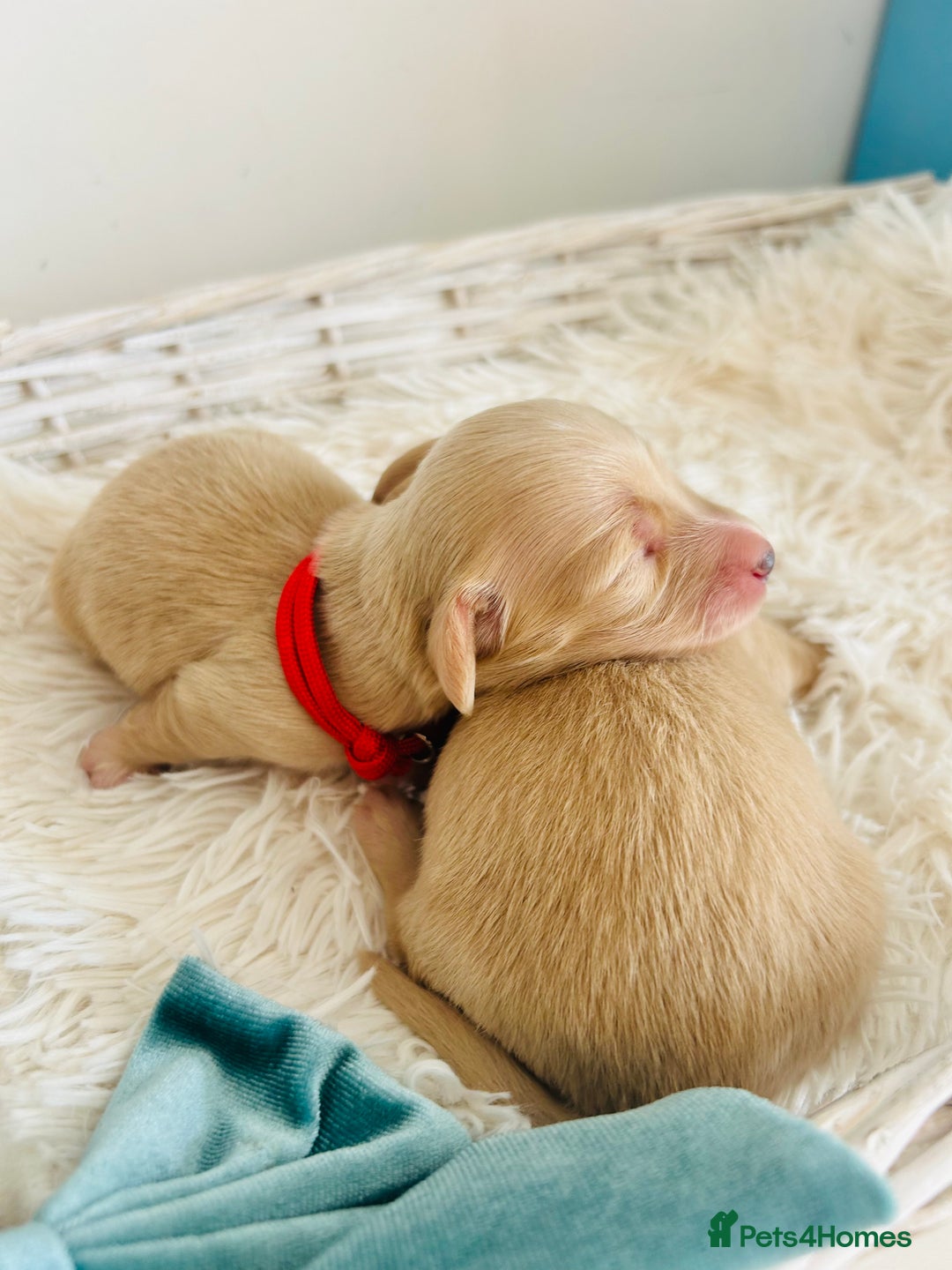 Miniature Dachshund dogs for sale: Cream Litter 5 Star Breeder ⭐️⭐️⭐️⭐️⭐️  - Image 4