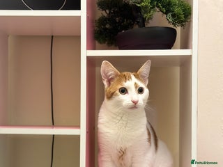 Domestic Shorthair cats - Advert 38