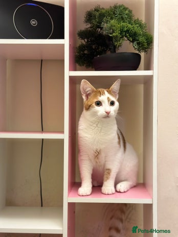 Domestic Shorthair cats - Advert 16